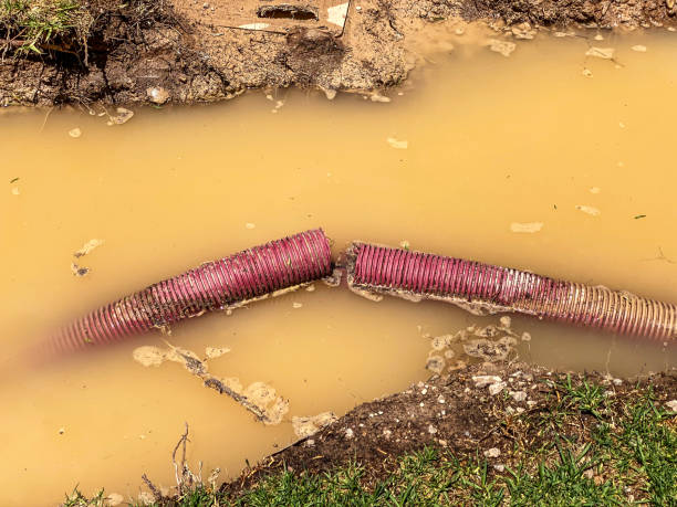 Best Mold removal after water damage  in Brandywine Bay, NC